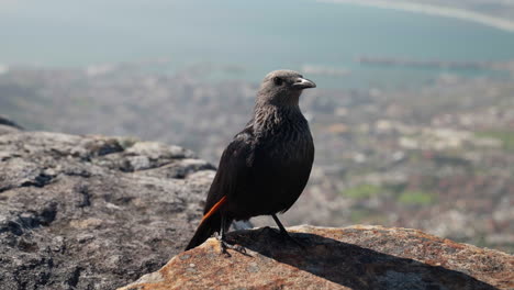 close up shot of black crow perched on rocks in the hills in cape town, south africa
