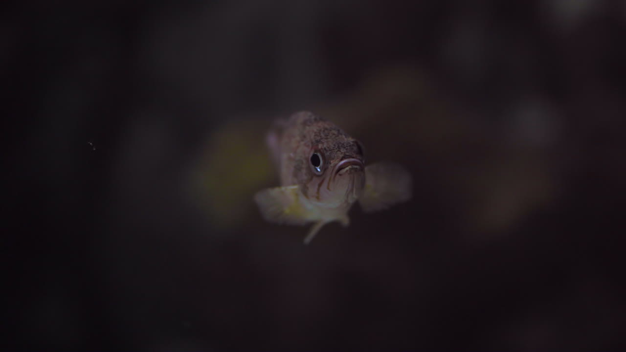 Small Fish Floating Alone, Close Up