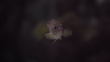 small fish floating alone, close up