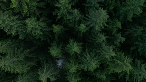 Copas-De-Los-árboles-En-El-Espeso-Bosque-De-Pinos