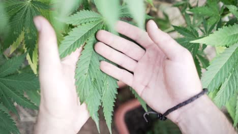 hands touching a cannabis leaf