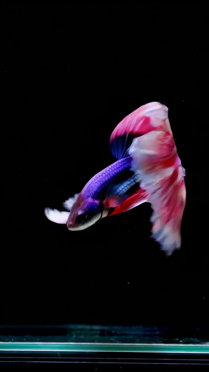 Vibrant Betta Fish Poses Against a Black Background