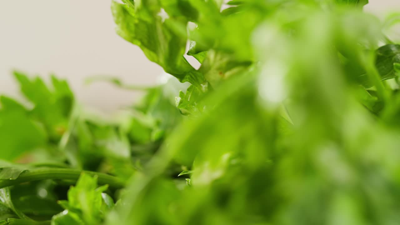 Cilantro parsley cutting by knife close up, chef chop cut coriander aromatic, traditional asian and Mexican cuisine herb studio shot. High quality 4k footage