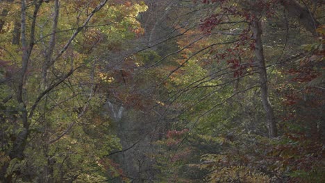 Bäume-Entlang-Des-Wissahickon-Creek-Im-Herbst