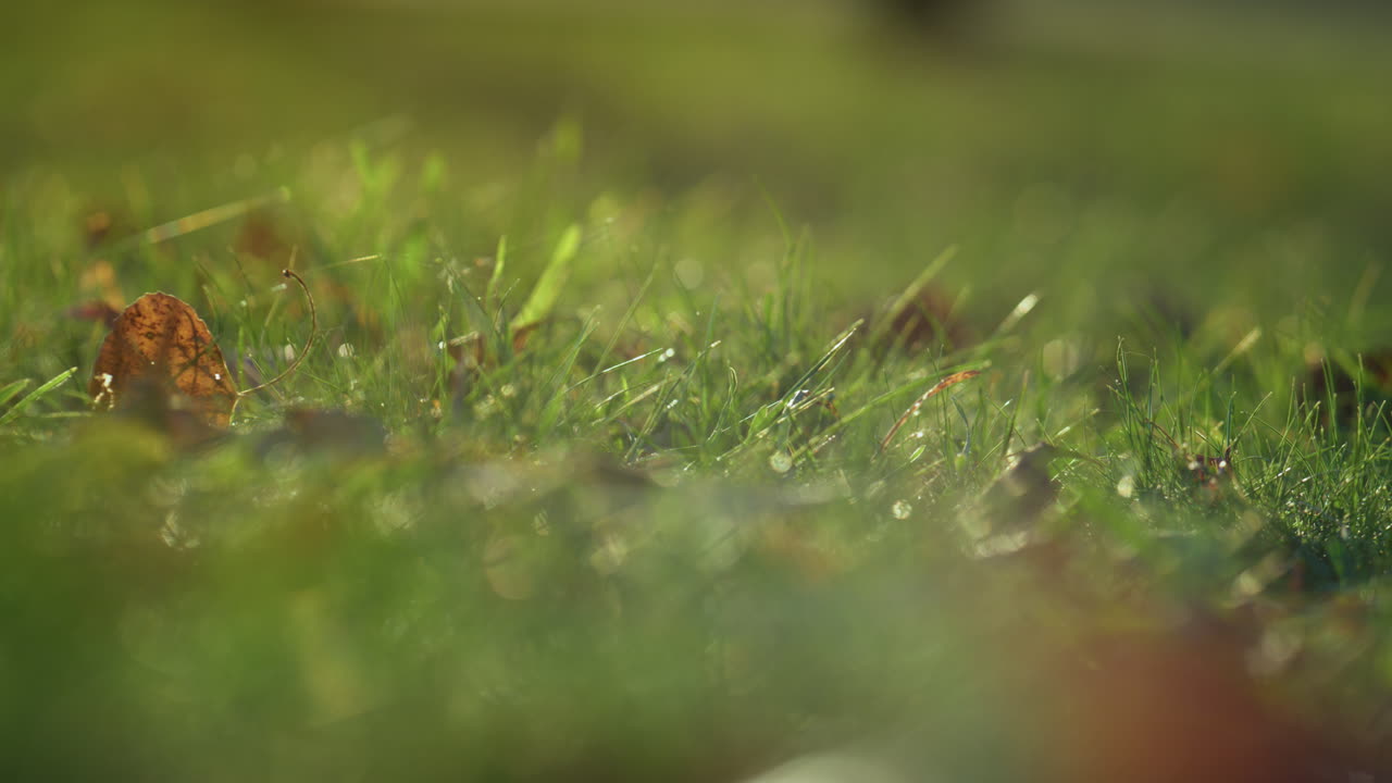 la hierba verde cubre las hojas de cerca. el follaje seco yace en el suelo a la luz del sol.