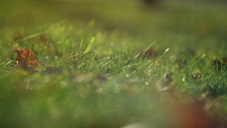 la hierba verde cubre las hojas de cerca. el follaje seco yace en el suelo a la luz del sol.