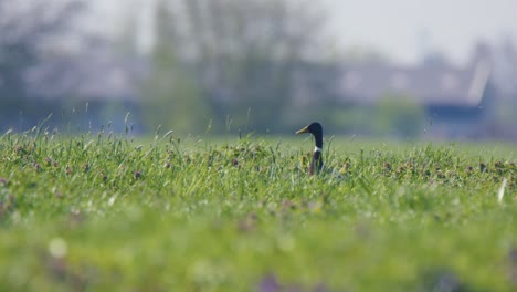 duck in a grassy field