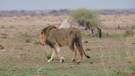 león alfa adulto acecha a través de un paisaje árido