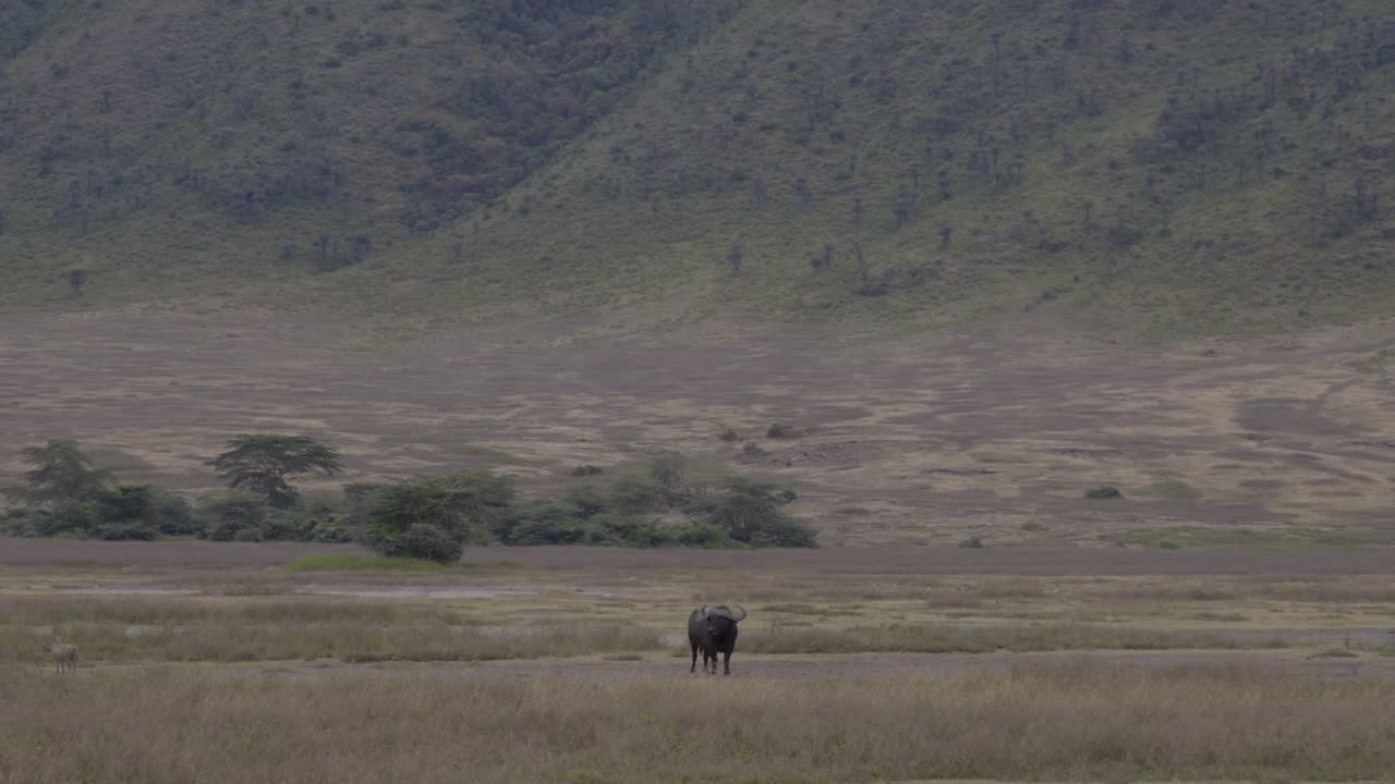 The African Buffalo grazing in the wild