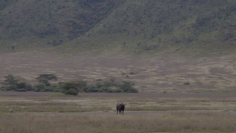 el búfalo africano pastando en la naturaleza