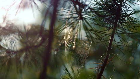 wind swaying forest cobweb in sunshine spring countryside. close up spider web.