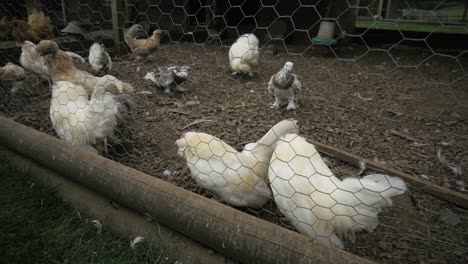 Produktaufnahmen-Von-Hühnern-Auf-Einem-Bauernhof