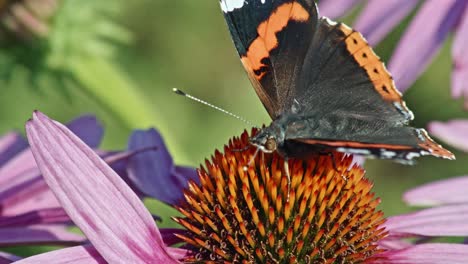 Roter-Admiral-Schmetterling,-Der-Nektar-Aus-Rosa-Sonnenhut-Im-Garten-Schlürft