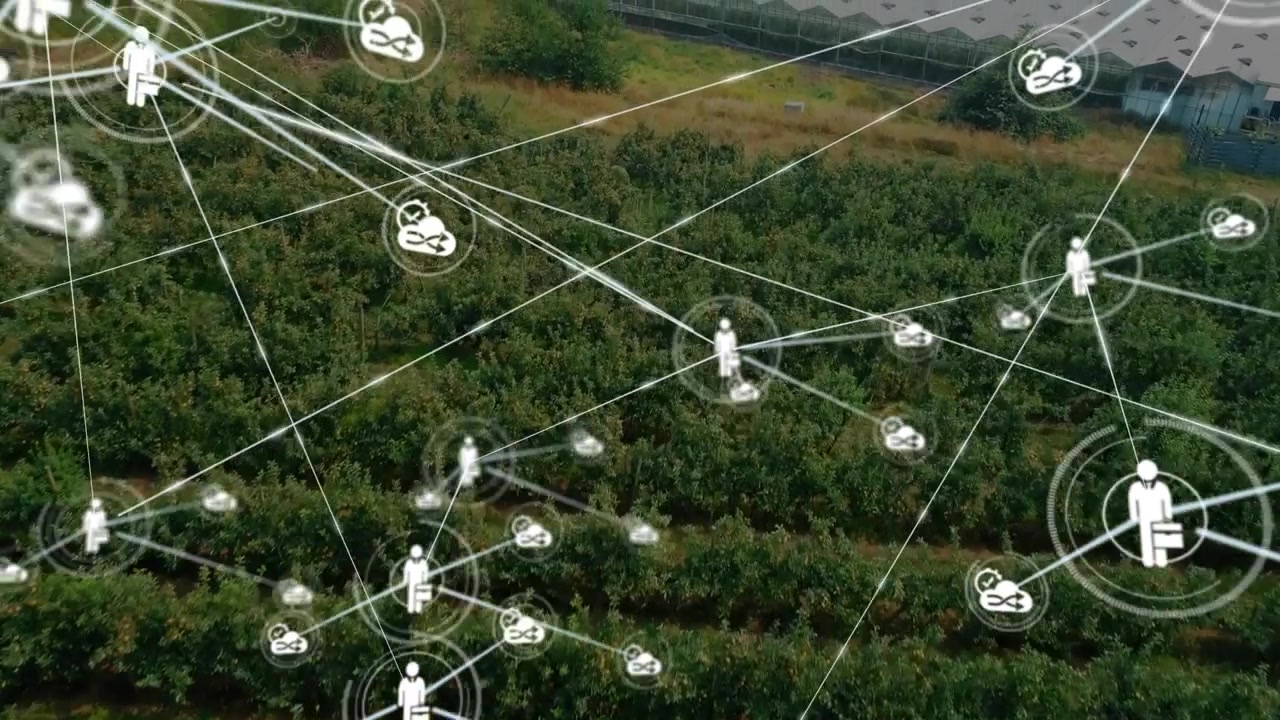 Rete che si genera da un nodo centrale, collegando nodi umani e droni per il monitoraggio del frutteto.