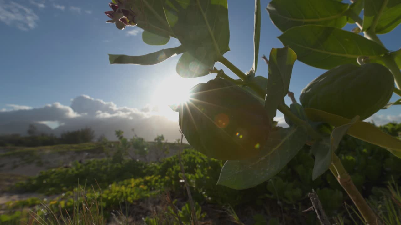 Sunburst through coastal plant pods