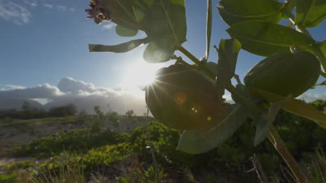 sunburst through coastal plant pods