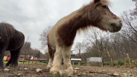 Punto-De-Vista-De-La-Superficie-Del-Suelo-De-ángulo-Bajo-Del-Hermoso-Pony-Marrón