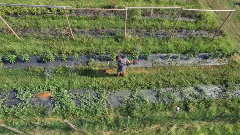 drone camera moves over rows of crops growing in black plastic mulch within a field, showcasing agricultural practices and growth