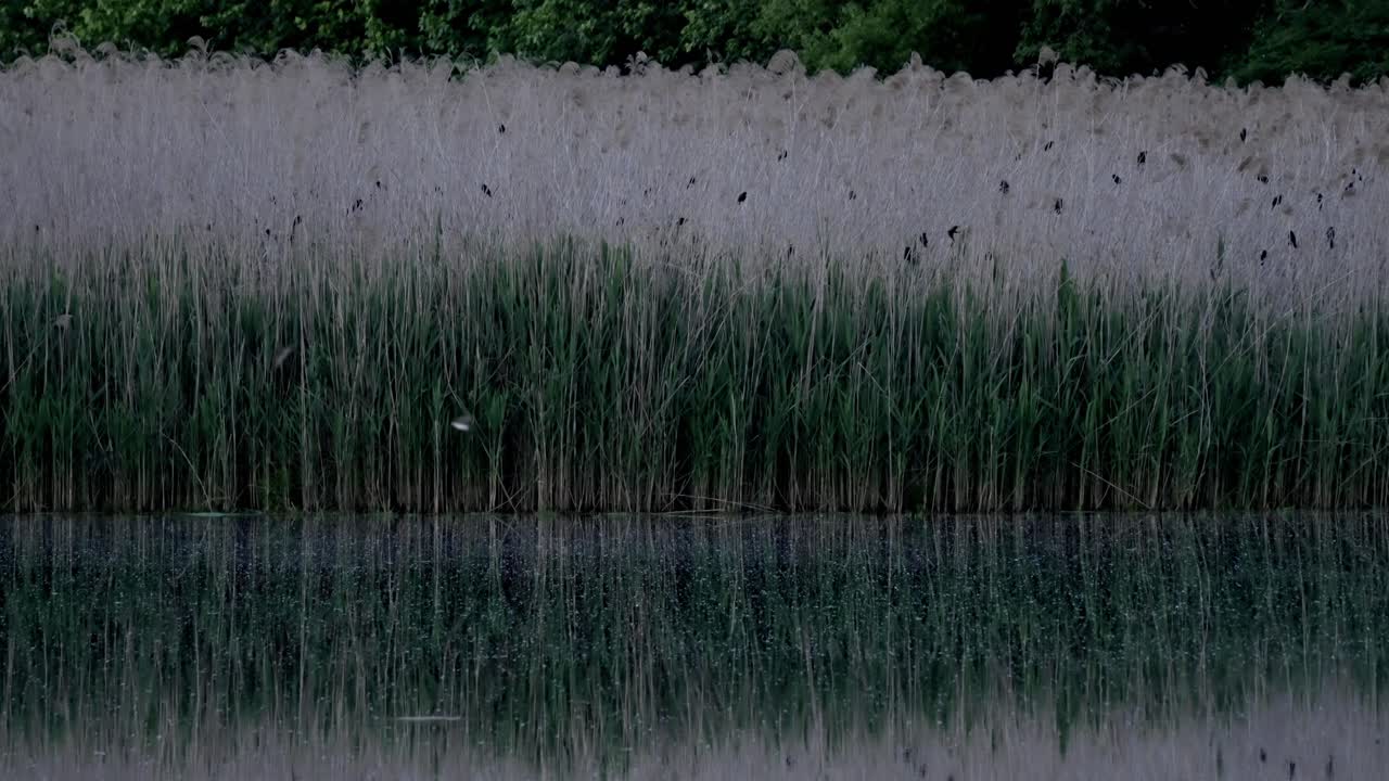 Quiet Retreat: Pond with Tall Reeds and Trees, Perfect for Relaxation