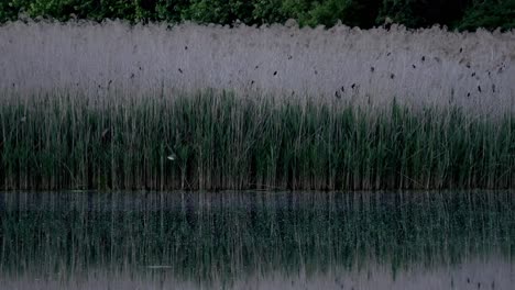 quiet retreat: pond with tall reeds and trees, perfect for relaxation