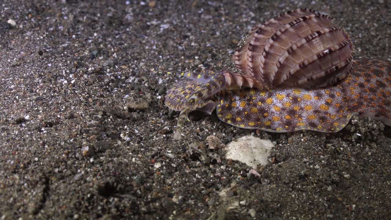 Conchiglia Harpa che striscia sulla sabbia di notte