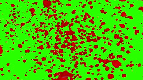 pétalos de rosas rojas volando en vórtice en pantalla verde fondo clave croma con desvanecimiento, bucle sin fisuras, día de san valentín amor fiesta evento festivo