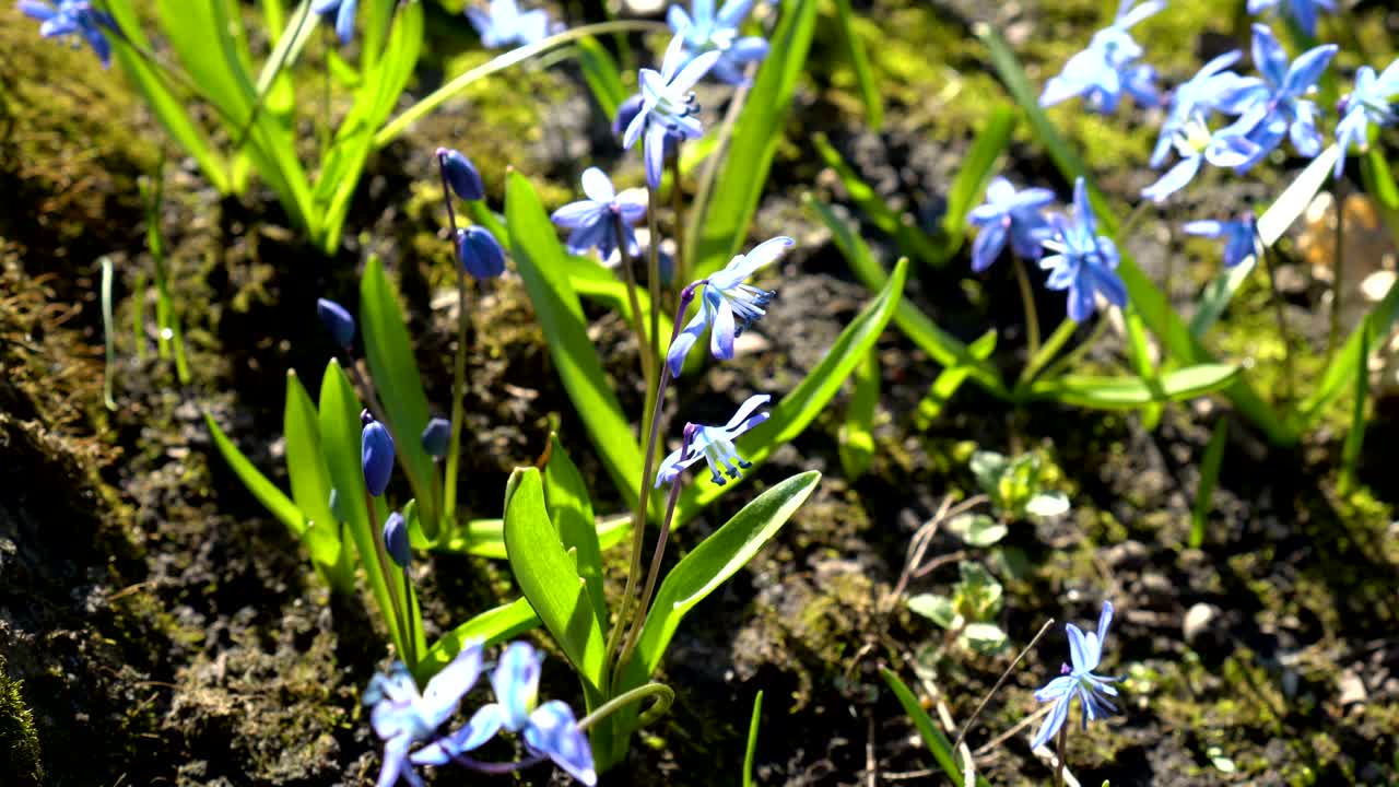 숲 속의 스킬라 시베리아 또는 파란색 스노우 드롭, 밝은 이 은 날에 봄 파란 꽃의, 위에서 볼 수 있는 풍경, 4k, 25fps.