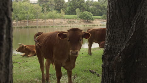 una granja de ganado boutique sostenible