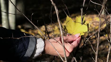 woman picking up bright yellow leaf, thankfulness and gratitude