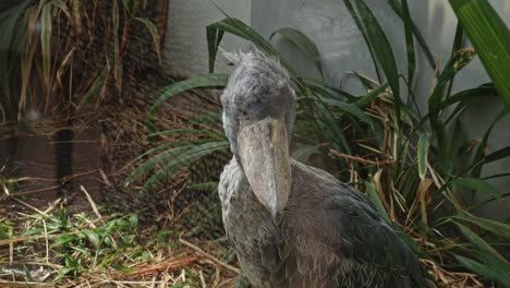 Schuhschnabel-–-Langbeiniger-Watvogel