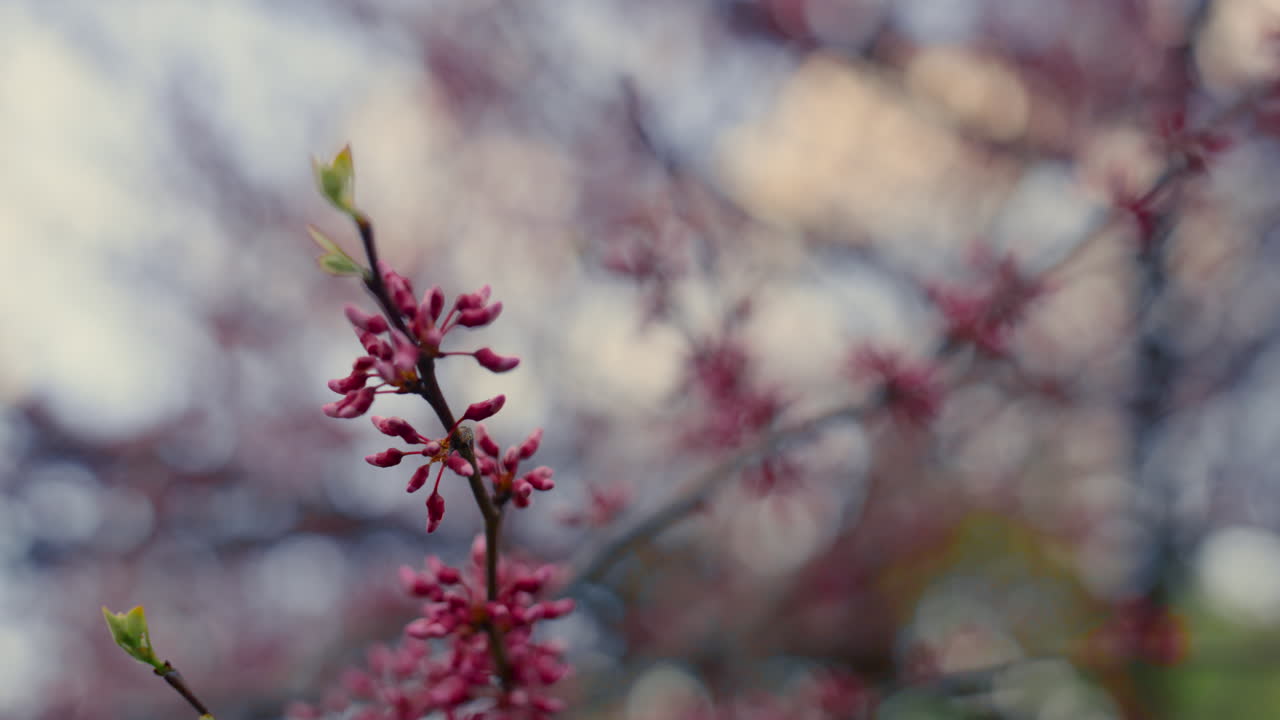 Closeup pink cherry tree blooming in warm spring day. Sakura flowers blossoming