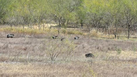 a sounder of razorback hogs quickly walking across clearing in dry grassland in lake falcon texas state park in southern texas