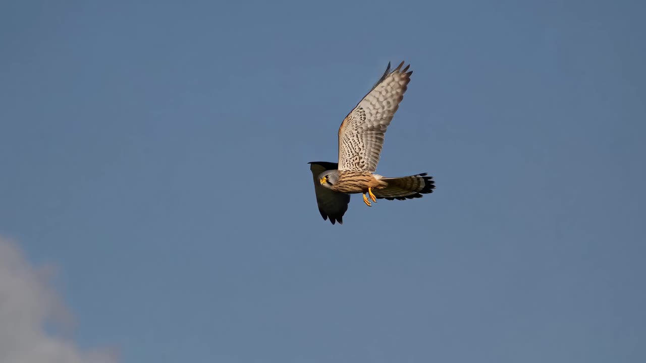 Aerial video captures a hawk in mid-flight against a clear blue sky