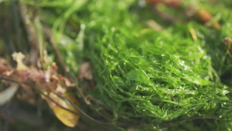 Still-shot-of-Green-seaweed-problem-contaminating-the-beach