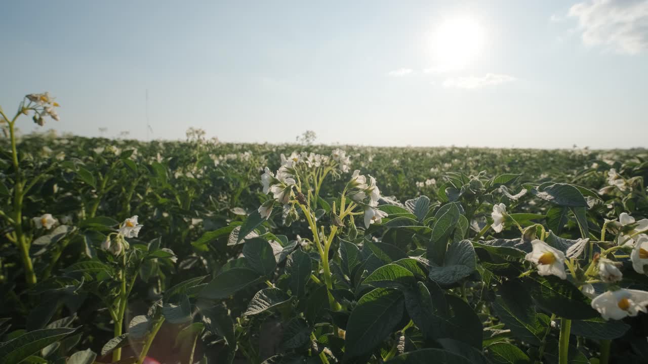 hermosa vista de brotes verdes en el suelo fértil en el campo