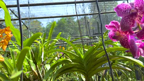 vibrant orchids bloom in a lush garden