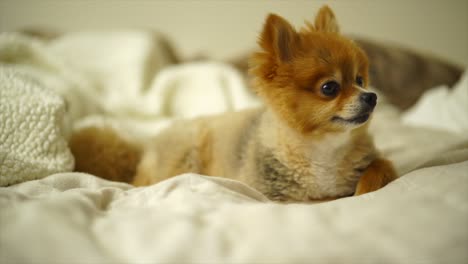 Beautiful-Pomeranian-Puppy