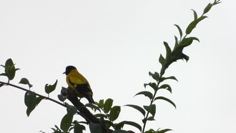 oropéndola india en el árbol uhd mp4 4k