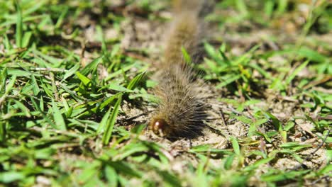 Caterpillar-Conga-Line-Pine-Processionary-Moth