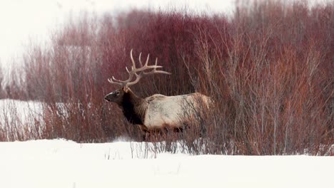 Wapitibullen-Im-Winter-In-Montana