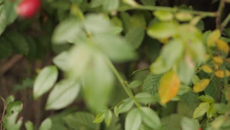 Revealing-macro-dynamic-through-the-leaves-shot-of-a-rose-hip-plant-shot-in-4K