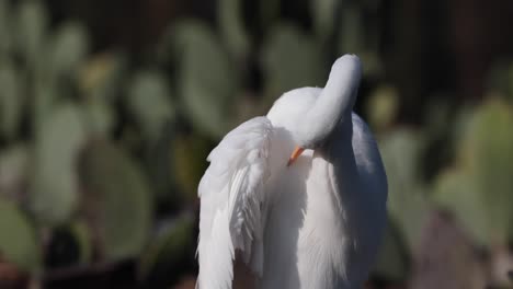 la garza se limpia en los canales de xochimilco
