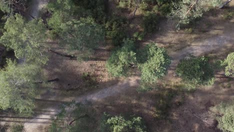 Tiro-De-Drone-De-Hermoso-Bosque-Y-Camino-Entre-árboles