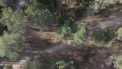 tiro de drone de hermoso bosque y camino entre árboles
