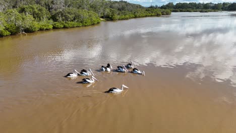a group of australian pelicans glides across a calm, muddy river under bright daylight, surrounded by lush greenery and reflected clouds, captured in a steady aerial shot