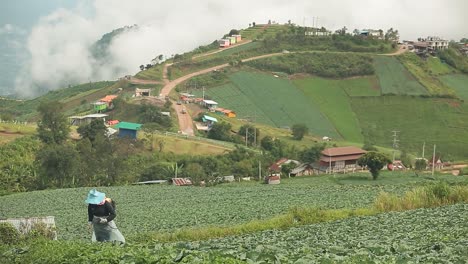 the farmer working on fertilizer spraying process on beautiful scenery cabbage farm