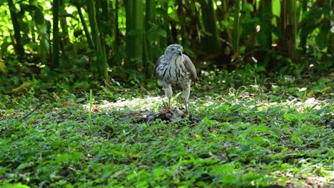 shikra feeding on another bird on the ground , this bird of prey caught a bird for breakfast and it was busy eating then it got spooked and took off