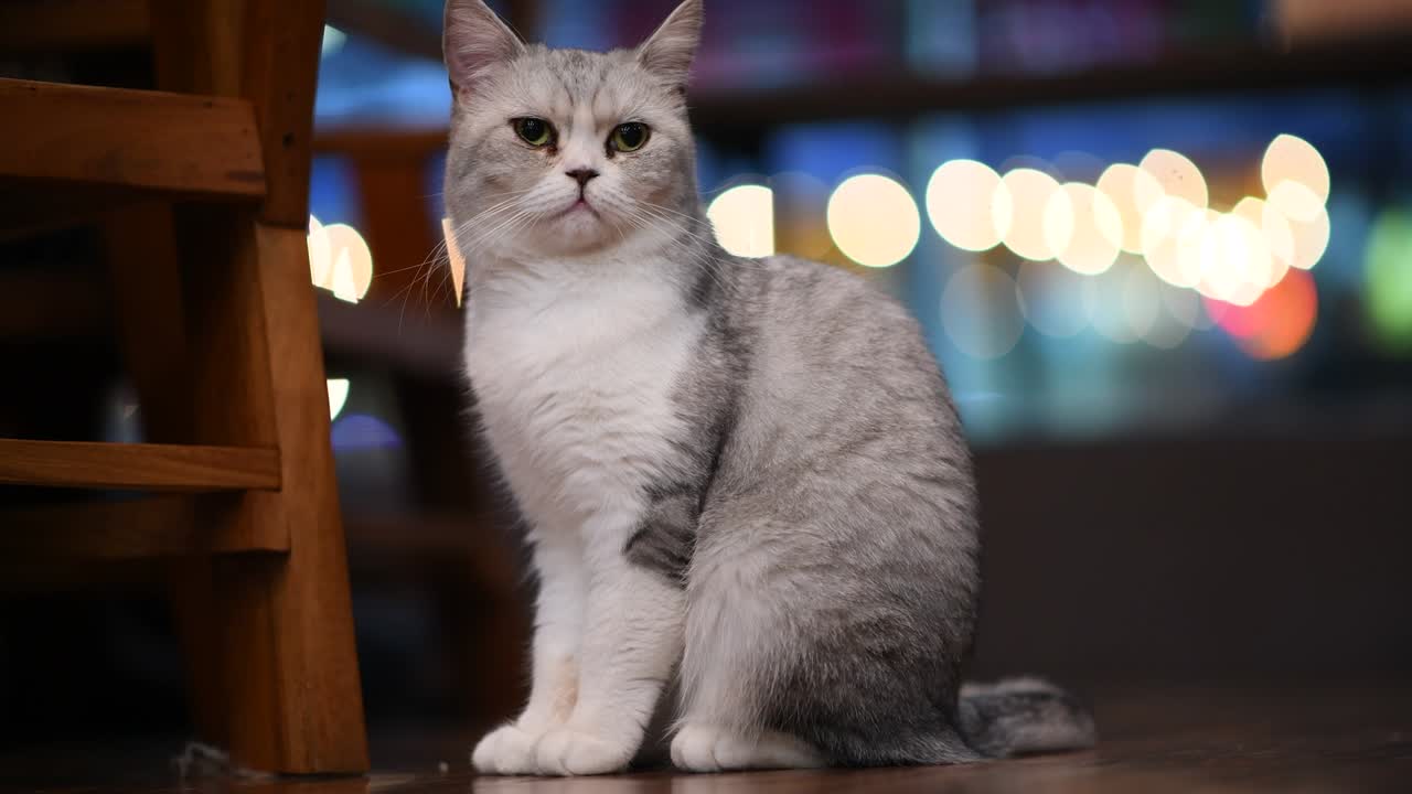 video 4k di un gattino carino