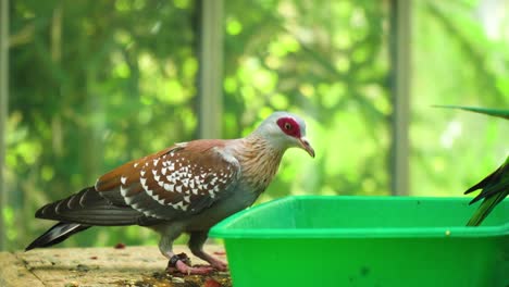 único tipo de pájaro marrones blancas rojas bebiendo de un tazón mirando graciosas otro pájaro loro tiene cola dentro de su tazón comedia escena películas cinematográficas cámara lenta casa de cristal ubicación naturaleza