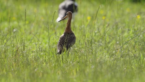 black-tailed godwit in a grassy field